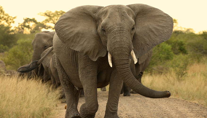 Elephant, Kruger National Park